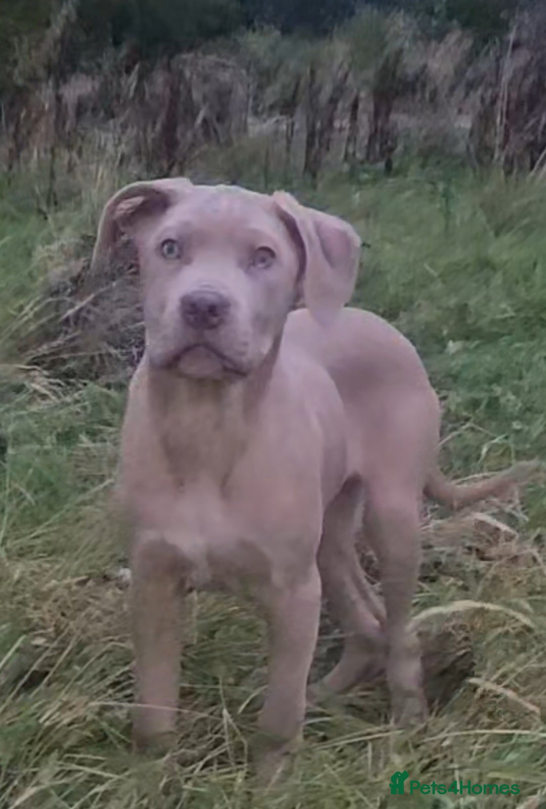 Mixed Breed dogs for sale: Cane Corso/Presa Canario Molloser dogs  - Advert 14