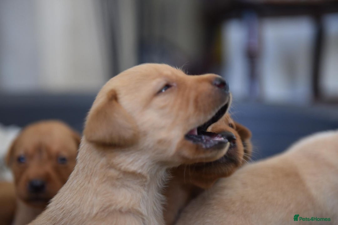 Labrador Retriever dogs for sale: Dark Red and Yellow KC reg DNA Clear Lab Puppies - Image 9
