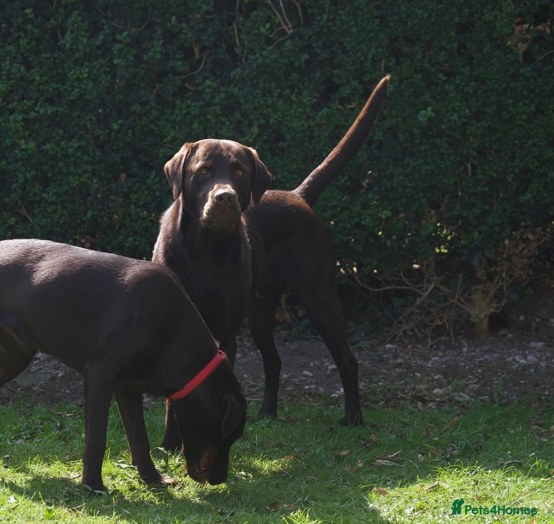 Labrador Retriever dogs for stud: Working chocolate Labrador stud 0/0 hips & elbows - Advert 4