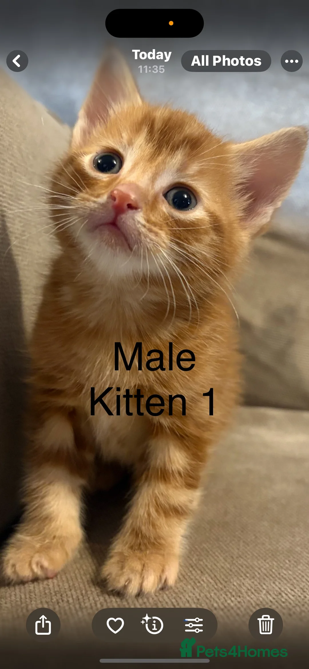 Mixed Breed cats for sale: 4 boys mum is a Bengal cross  - Advert 10