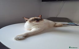 Ragdoll cats for sale: 10 month old chocolate point ragdoll - Image 3