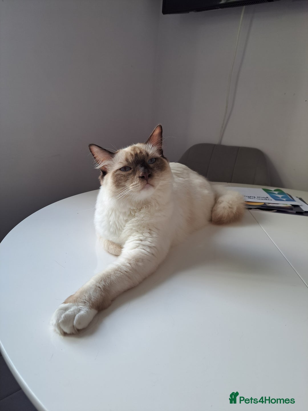 Ragdoll cats for sale: 10 month old chocolate point ragdoll - Image 3