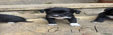 Lurcher 5