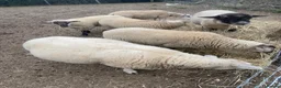 Sheep livestock for sale: Suffolk Ram - Advert 5
