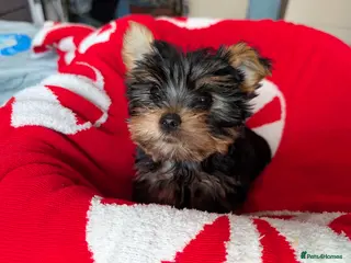 Yorkshire Terrier dogs Yorkshire Terrier Puppies - Small size - Advert 10