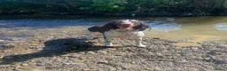 English Springer Spaniel dogs for sale: Springer spaniel puppies due soon  - Advert 3