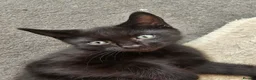 Mixed Breed cats for sale: 2 beautiful dark chocolate colloured boys  - Advert 9