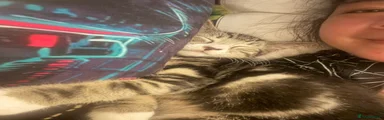 Purring Little Bengal Mix Boy