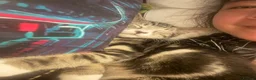 Mixed Breed cats for sale: Cuddly Tabby Kittens – Home Raised - Advert 4