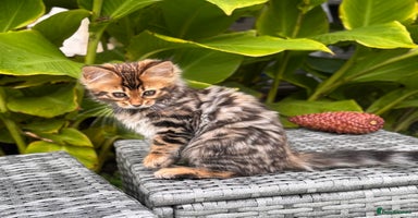 Bengal cats - Advert 4