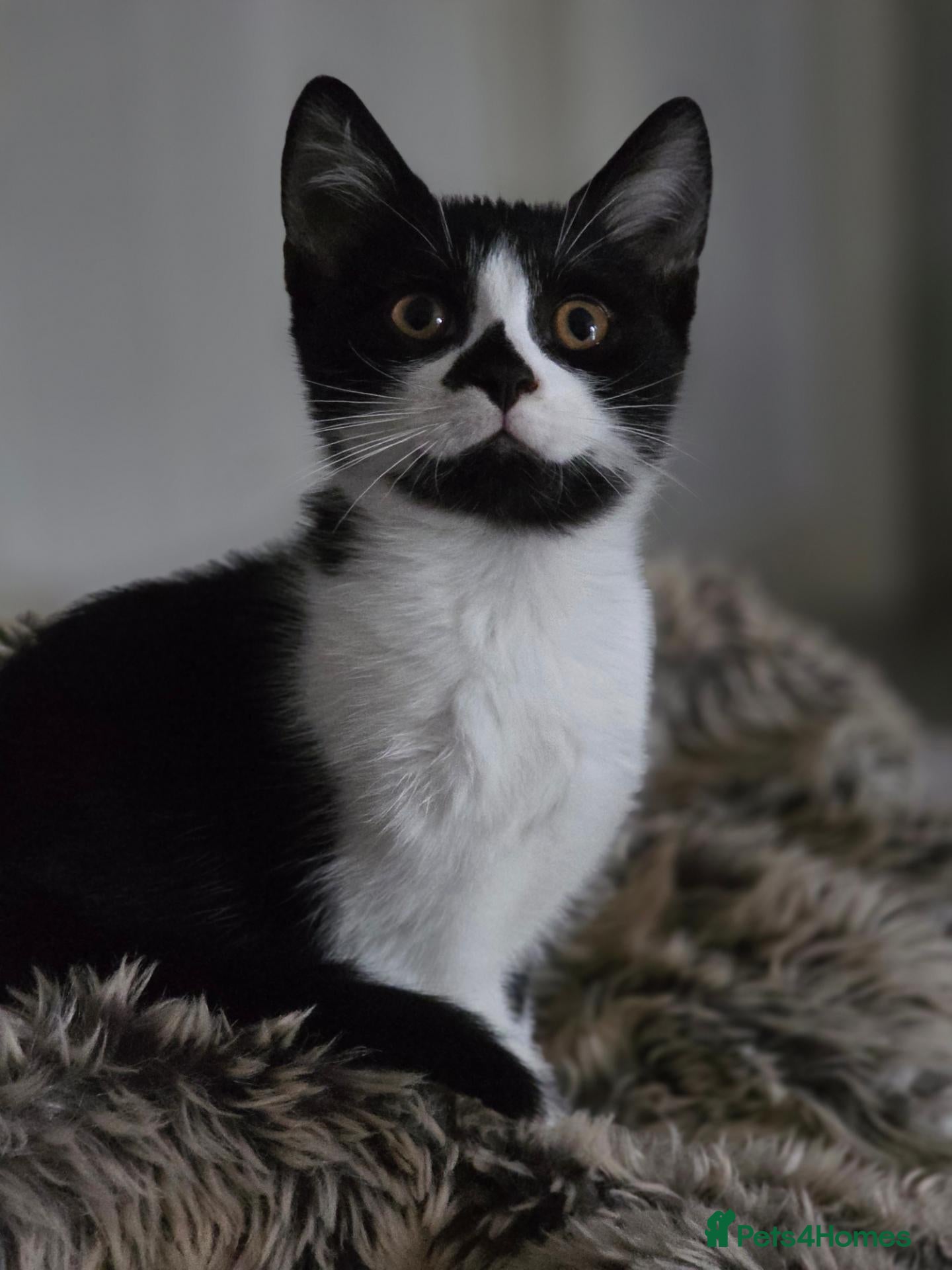 Mixed Breed cats Mixed breed kittens - Advert 3