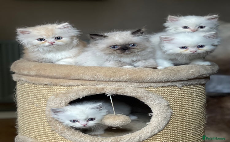 Persian cats - Advert 11