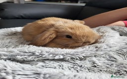 Mini Lop rabbits for sale: Beautiful Mini Lop Male Bunny for sale Ready to go - Image 1