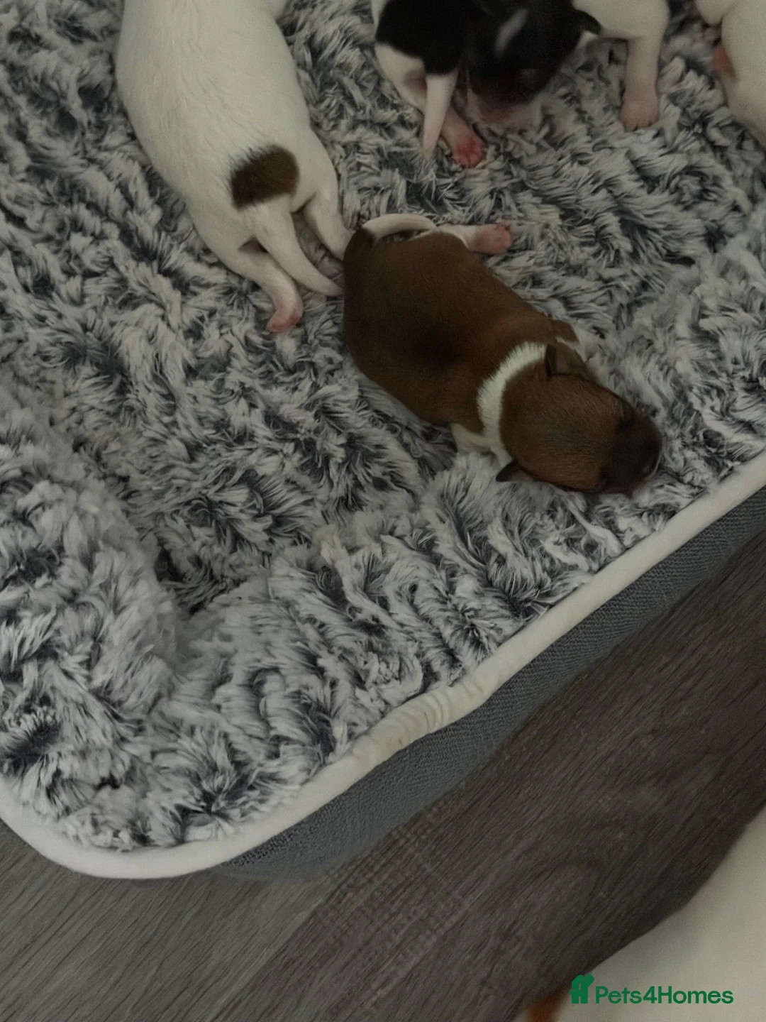 Chihuahua dogs for sale: For sale  - Advert 11