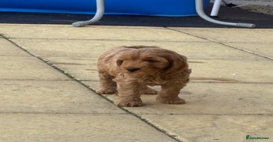 Cockapoo dogs - Advert 11