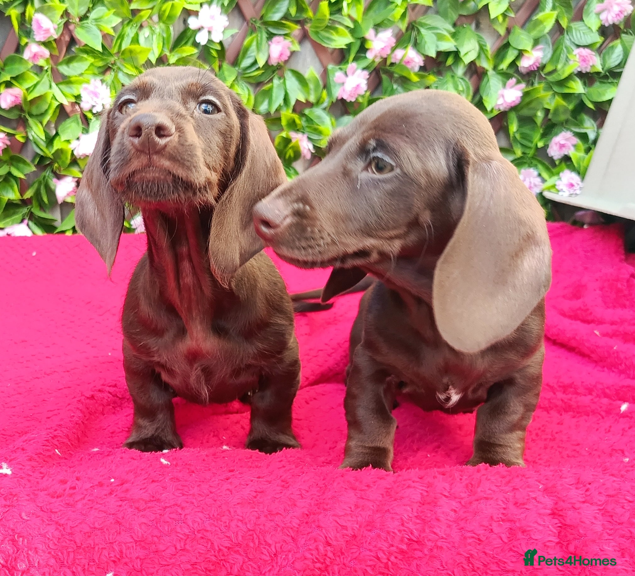 Miniature Dachshund dogs READY NOW MINI PIN COAT KC REG LAFORA PRA CL - Advert 2