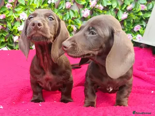 Miniature Dachshund dogs READY NOW MINI PIN COAT KC REG LAFORA PRA CL - Advert 2