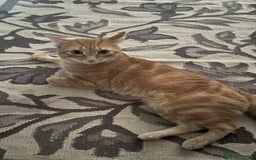 Mixed Breed cats for sale: Rehoming message for lower price - Image 2