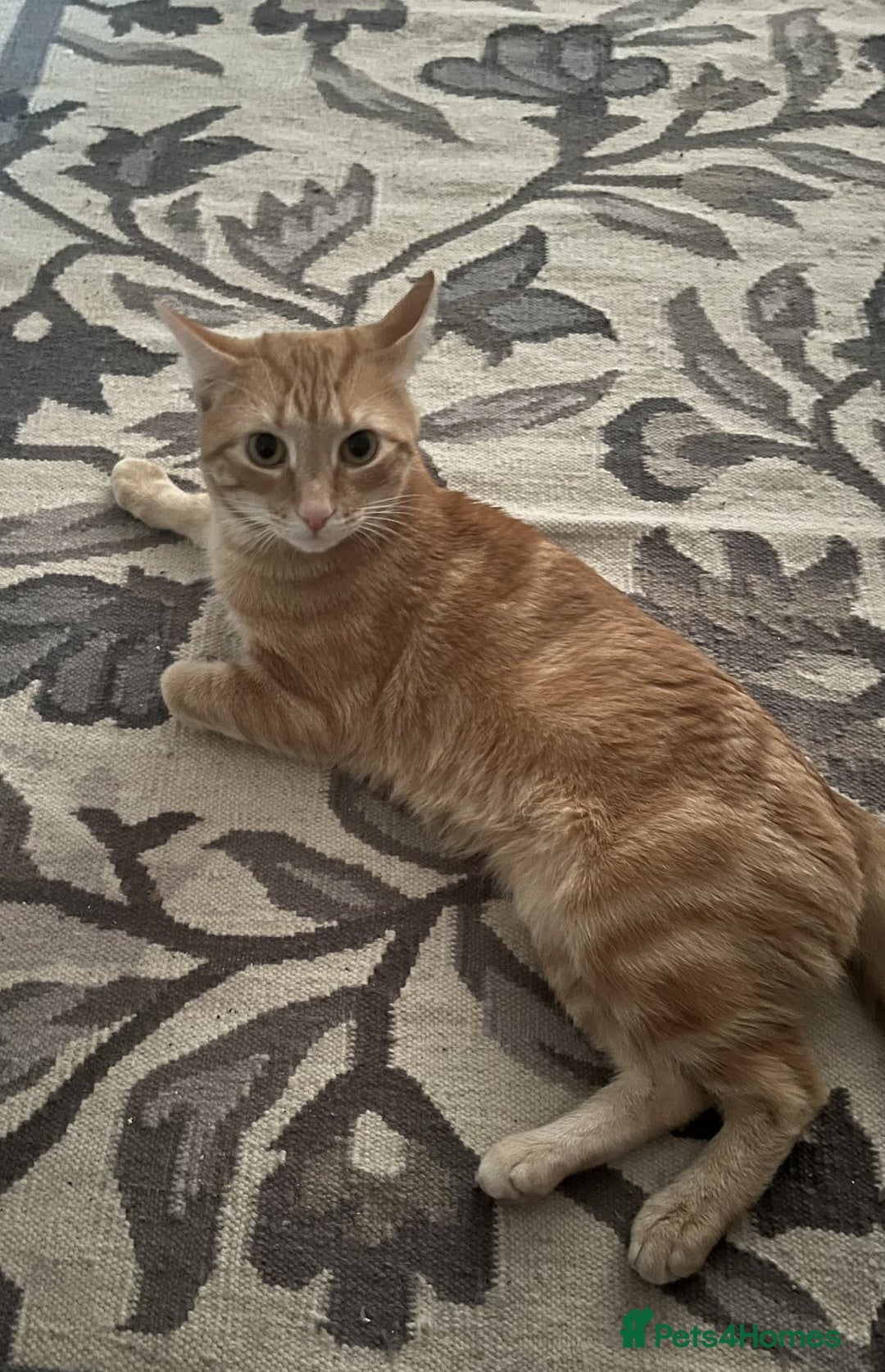 Mixed Breed cats for sale: Rehoming message for lower price - Image 2