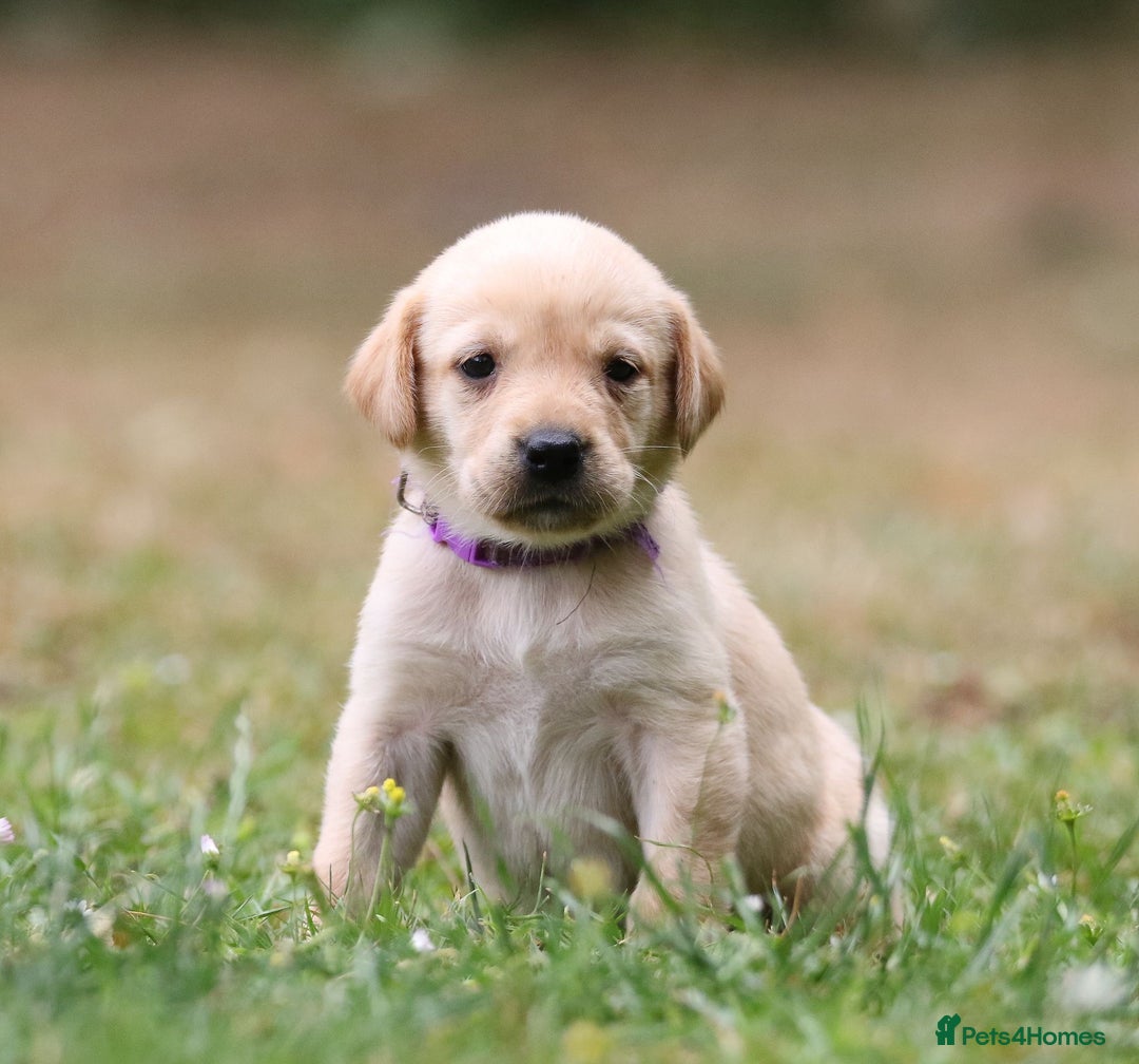 Labrador Retriever dogs for sale: KC registered traditional working Labrador puppies - Image 3