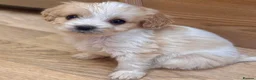Cavapoo dogs for sale: F1b Cavapoo puppies! - Advert 27