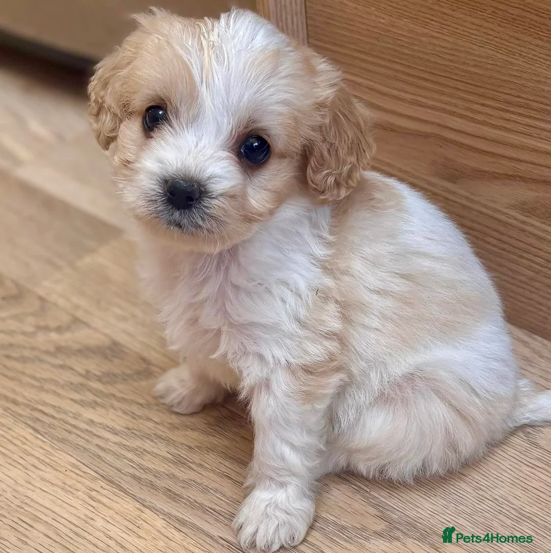 Cavapoo dogs for sale: F1b Cavapoo puppies! - Advert 27