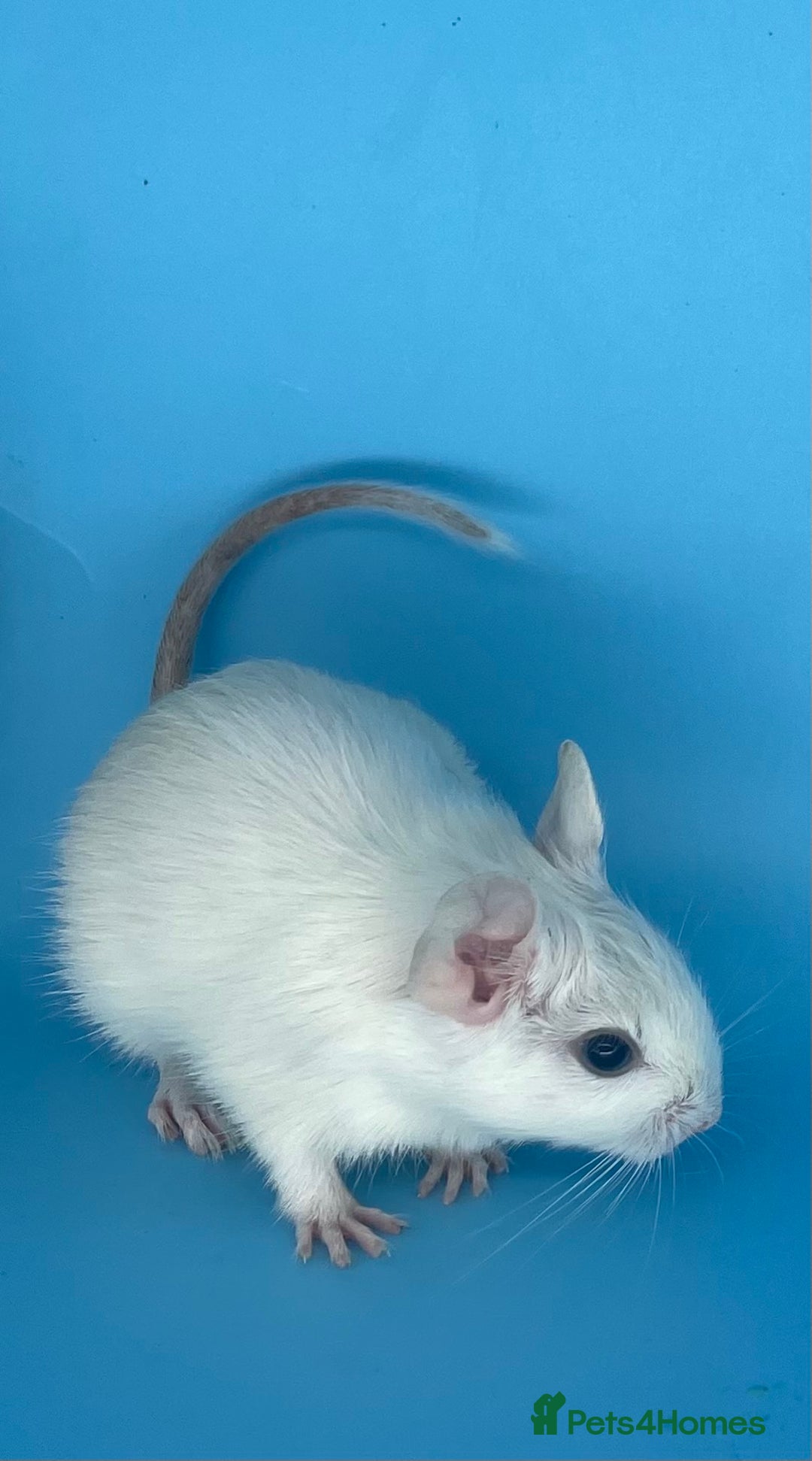 Degus rodents for sale: Baby degus - Advert 1