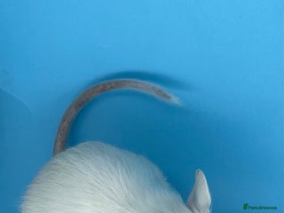 Degus rodents Baby degus - Advert 1