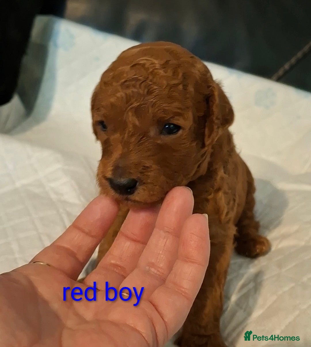 Toy Poodle dogs for sale: Toypoodle puppies  in Leeds - Advert 5