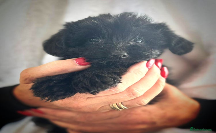 Yorkiepoo dogs - Advert 2