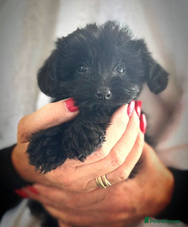 Yorkiepoo dogs - Advert 8