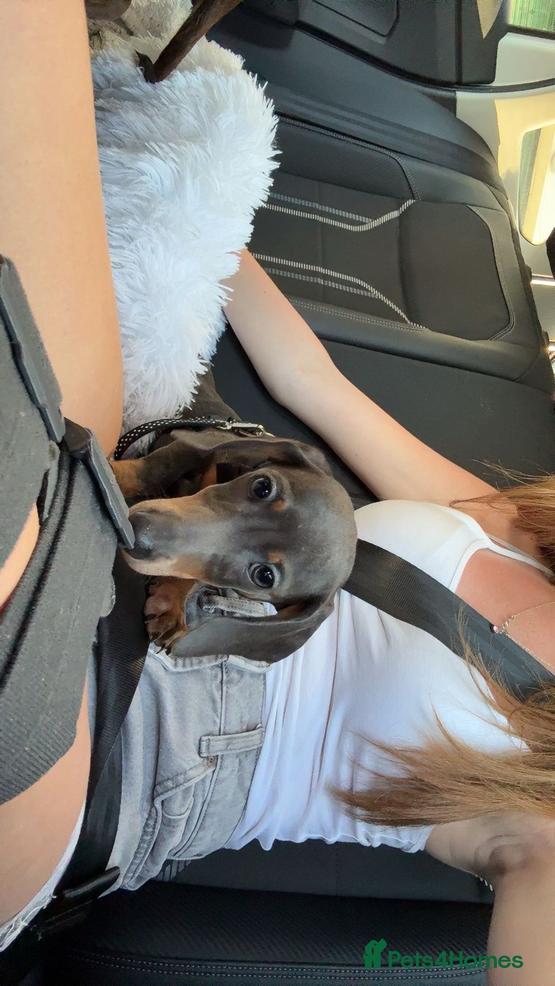 Miniature Dachshund dogs for sale: Our stunning girl needs to be rehomed  - Image 3