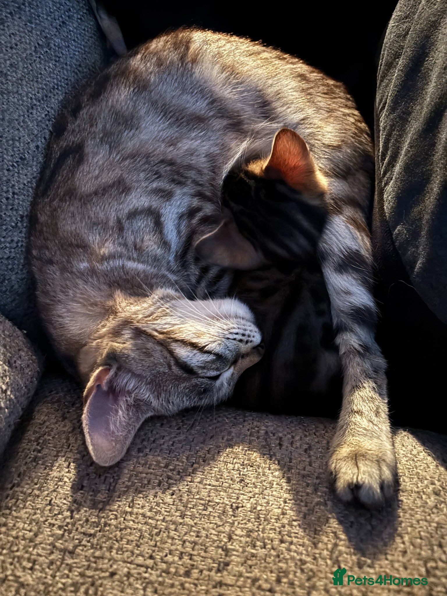 Bengal cats for sale: Little Bengal girl in Liskeard - Advert 13