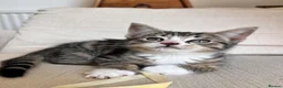 Mixed Breed cats for sale: Beautiful clever kittens in Eastbourne - Advert 2