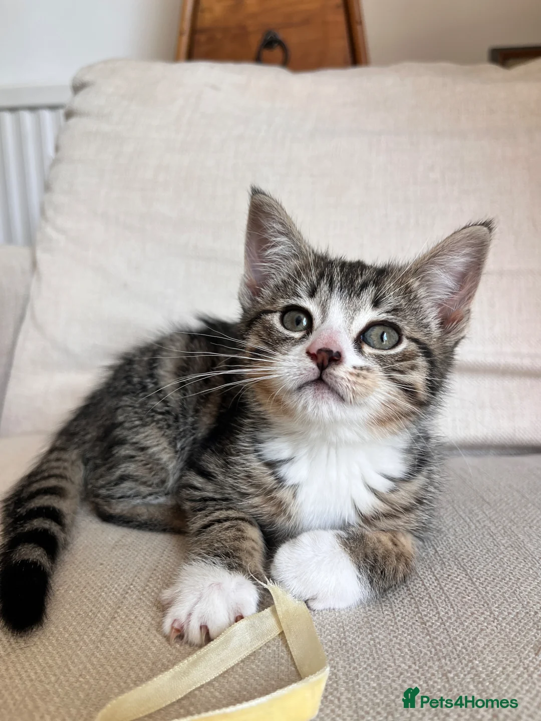 Mixed Breed cats for sale: Beautiful clever kittens in Eastbourne - Advert 2