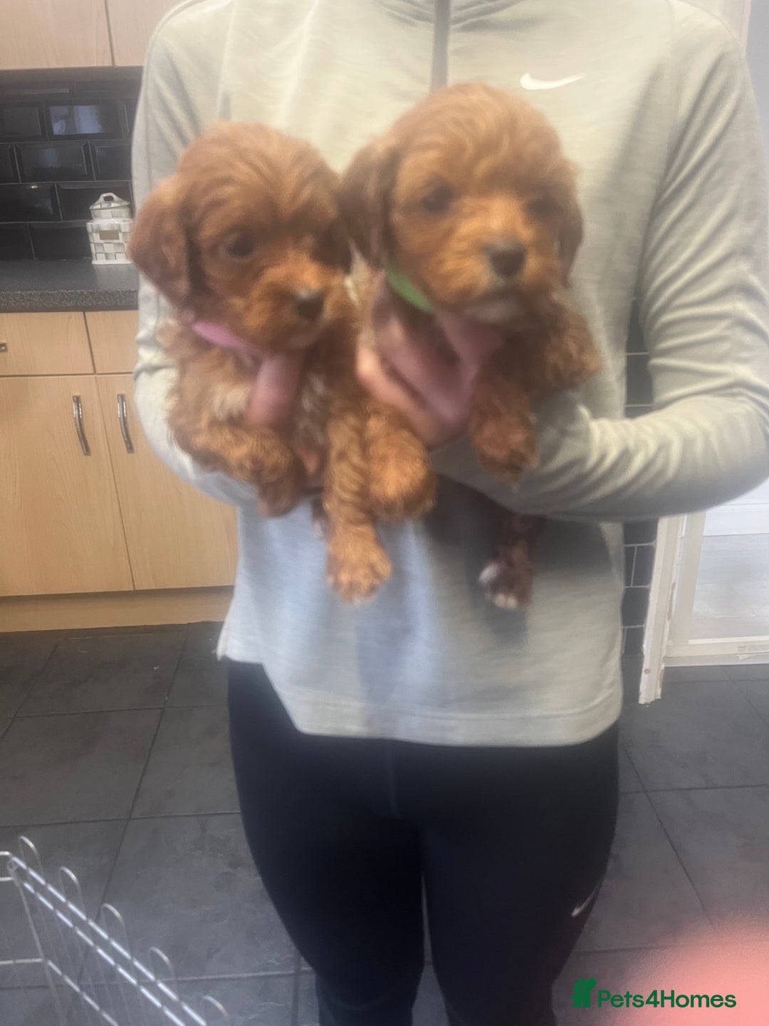 Cavapoo dogs for sale: Beautiful litter cavapoos - Advert 7