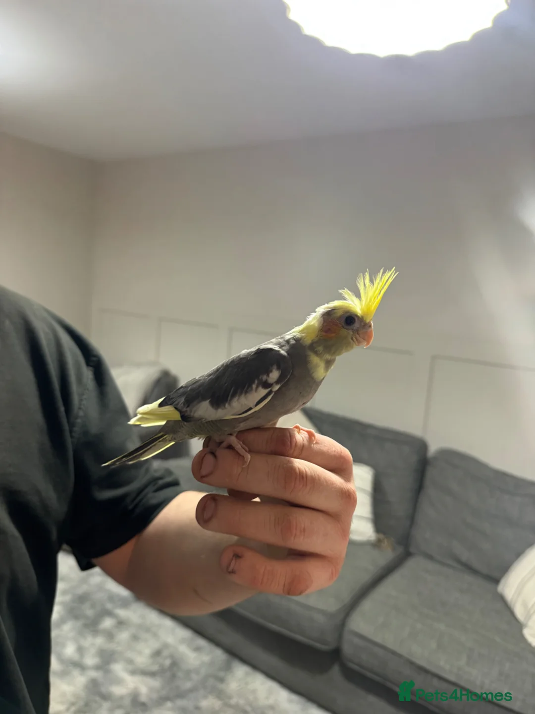 Cockatiels birds for sale: Cockatiels in Kidderminster - Advert 2