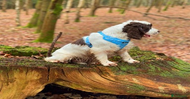Cocker Spaniel dogs - Advert 4