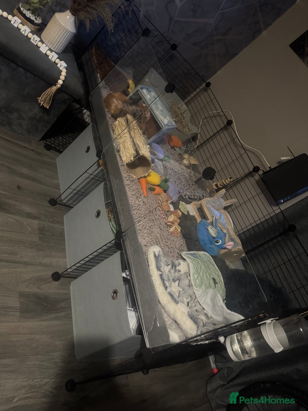 Guinea Pig rodents for sale: Guinepigs two Brothers  - Image 5