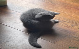 British Shorthair cats for sale: Beautiful British blue Kittens in Sheffield - Image 24