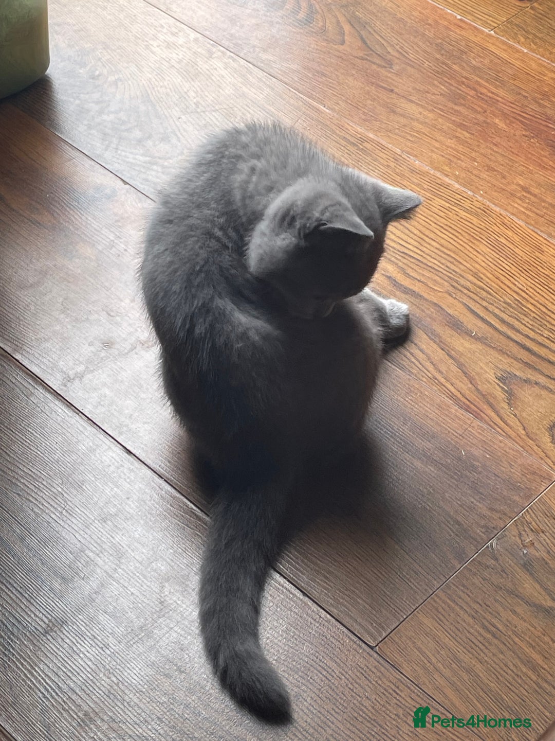 British Shorthair cats for sale: Beautiful British blue Kittens in Sheffield - Image 24