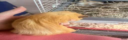 Guinea Pig rodents for sale: 16 baby guinea pigs - Advert 12