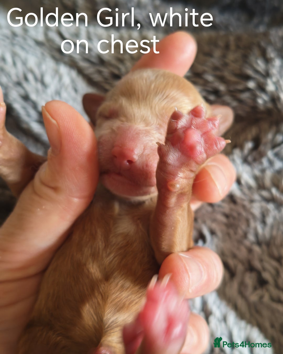 Cockapoo dogs for sale: Cockapoos F1 DNA Health tested patents - Advert 27