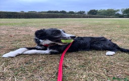 Border Collie dogs for sale: 9 month old female border collie  - Image 3