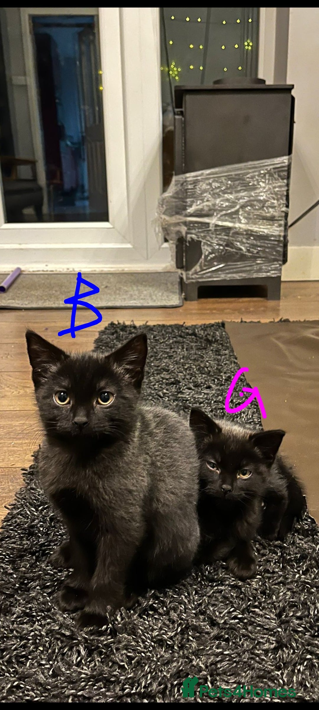 Mixed Breed cats for sale: British longhair X mixed breed  - Advert 6