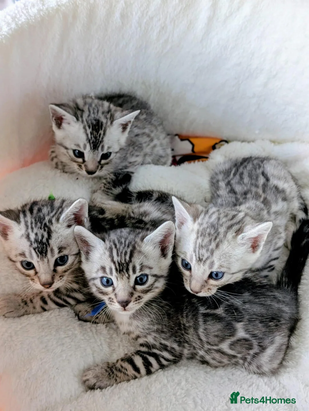 Bengal cats for sale: 💕 beautiful silver bengal kittens💕 - Advert 1
