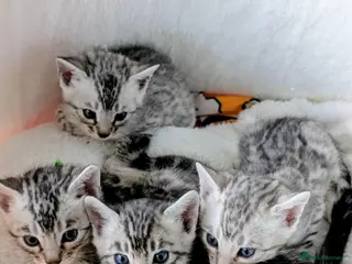 Bengal cats 💕 beautiful silver bengal kittens💕 - Advert 15