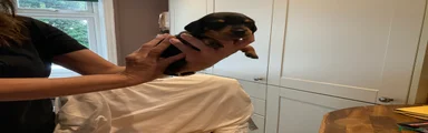 Dachshund Puppy 2