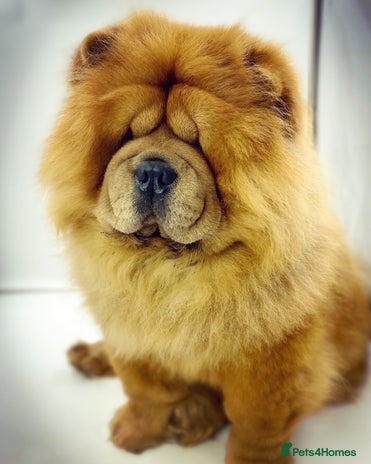 Chow Chow dogs in Cheltenham - Advert 9