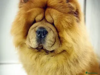 Chow Chow dogs *HOGAN*THICK RED RUSSIAN CHAMPION very well proven in Cheltenham - Advert 5